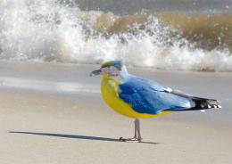 Sea parrot